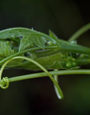 Fotografia 11 da espécie Bryonia cretica subesp. dioica no Jardim Botânico UTAD