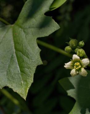 Fotografia 12 da espécie Bryonia cretica subesp. dioica no Jardim Botânico UTAD