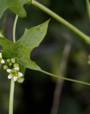 Fotografia 15 da espécie Bryonia cretica subesp. dioica no Jardim Botânico UTAD