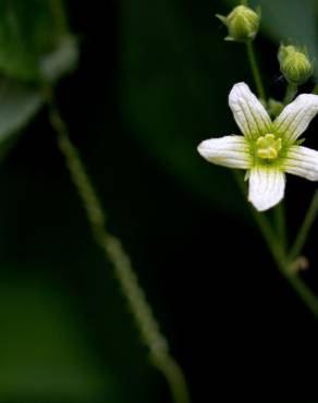 Fotografia 17 da espécie Bryonia cretica subesp. dioica no Jardim Botânico UTAD