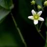 Fotografia 17 da espécie Bryonia cretica subesp. dioica do Jardim Botânico UTAD