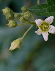 Bryonia cretica subesp. dioica