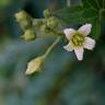 Fotografia 1 da espécie Bryonia cretica subesp. dioica do Jardim Botânico UTAD