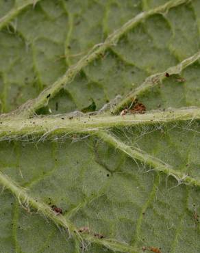 Fotografia 30 da espécie Pulicaria odora no Jardim Botânico UTAD