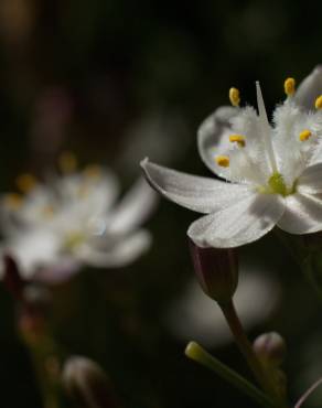 Fotografia 9 da espécie Simethis mattiazzi no Jardim Botânico UTAD