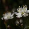 Fotografia 9 da espécie Simethis mattiazzi do Jardim Botânico UTAD