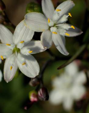 Fotografia 11 da espécie Simethis mattiazzi no Jardim Botânico UTAD