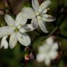 Fotografia 11 da espécie Simethis mattiazzi do Jardim Botânico UTAD