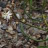 Fotografia 16 da espécie Simethis mattiazzi do Jardim Botânico UTAD