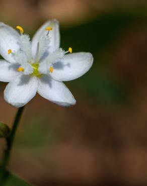 Fotografia 18 da espécie Simethis mattiazzi no Jardim Botânico UTAD