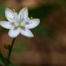 Fotografia 18 da espécie Simethis mattiazzi do Jardim Botânico UTAD