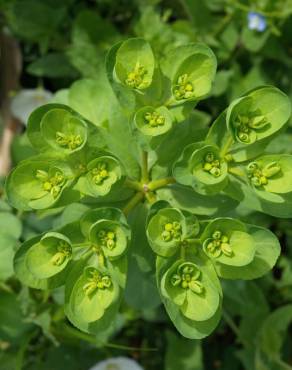 Fotografia 7 da espécie Euphorbia helioscopia subesp. helioscopia no Jardim Botânico UTAD