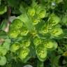 Fotografia 7 da espécie Euphorbia helioscopia subesp. helioscopia do Jardim Botânico UTAD