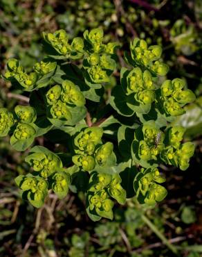 Fotografia 8 da espécie Euphorbia helioscopia subesp. helioscopia no Jardim Botânico UTAD