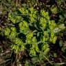Fotografia 8 da espécie Euphorbia helioscopia subesp. helioscopia do Jardim Botânico UTAD