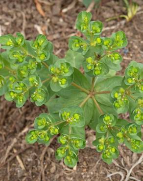 Fotografia 9 da espécie Euphorbia helioscopia subesp. helioscopia no Jardim Botânico UTAD