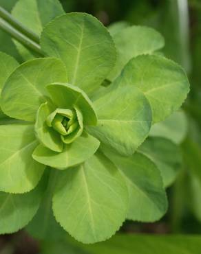 Fotografia 11 da espécie Euphorbia helioscopia subesp. helioscopia no Jardim Botânico UTAD