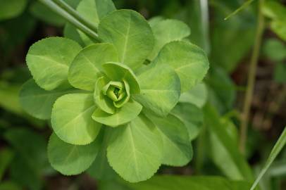 Fotografia da espécie Euphorbia helioscopia subesp. helioscopia