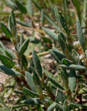 Fotografia 10 da espécie Polygonum maritimum no Jardim Botânico UTAD