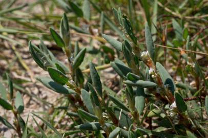 Fotografia da espécie Polygonum maritimum