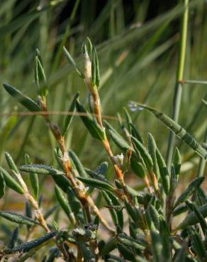 Fotografia 11 da espécie Polygonum maritimum no Jardim Botânico UTAD