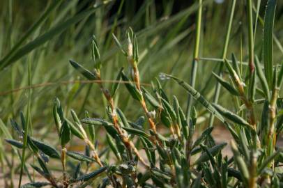 Fotografia da espécie Polygonum maritimum