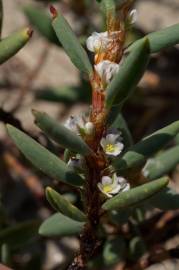 Fotografia da espécie Polygonum maritimum