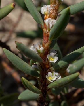 Fotografia 12 da espécie Polygonum maritimum no Jardim Botânico UTAD