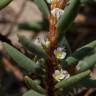 Fotografia 12 da espécie Polygonum maritimum do Jardim Botânico UTAD