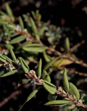 Fotografia 13 da espécie Polygonum maritimum no Jardim Botânico UTAD