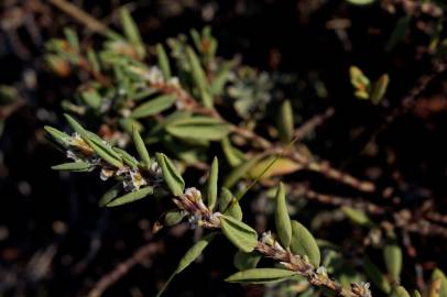 Fotografia da espécie Polygonum maritimum