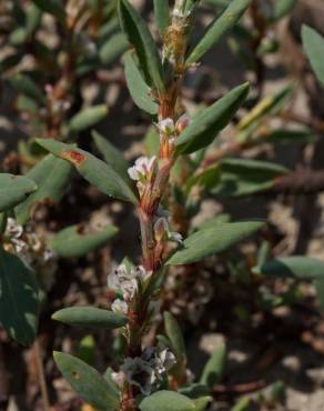 Fotografia 14 da espécie Polygonum maritimum no Jardim Botânico UTAD