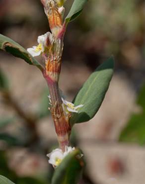 Fotografia 15 da espécie Polygonum maritimum no Jardim Botânico UTAD