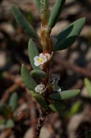 Fotografia da espécie Polygonum maritimum