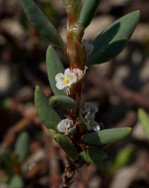 Fotografia 16 da espécie Polygonum maritimum no Jardim Botânico UTAD