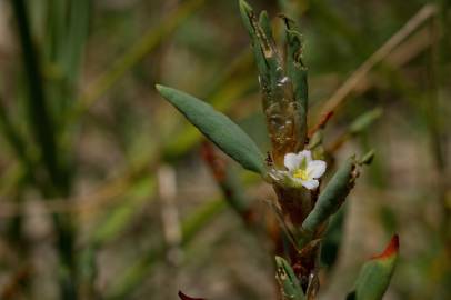 Fotografia da espécie Polygonum maritimum