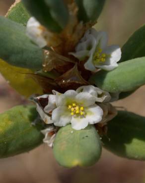 Fotografia 18 da espécie Polygonum maritimum no Jardim Botânico UTAD