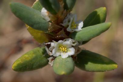 Fotografia da espécie Polygonum maritimum