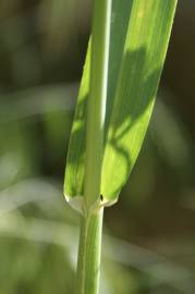 Fotografia da espécie Avena barbata subesp. barbata