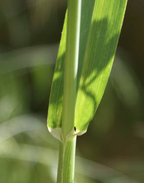 Fotografia 5 da espécie Avena barbata subesp. barbata no Jardim Botânico UTAD