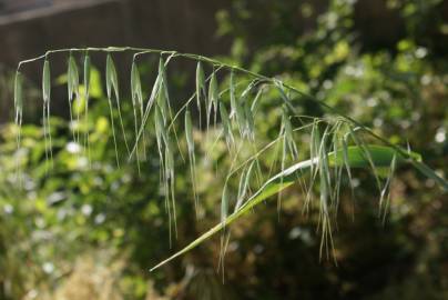 Fotografia da espécie Avena barbata subesp. barbata