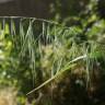 Fotografia 6 da espécie Avena barbata subesp. barbata do Jardim Botânico UTAD