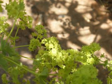 Fotografia da espécie Alchemilla mollis