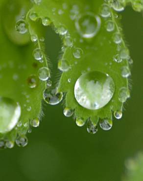 Fotografia 16 da espécie Alchemilla mollis no Jardim Botânico UTAD