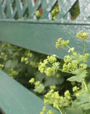 Fotografia 17 da espécie Alchemilla mollis no Jardim Botânico UTAD