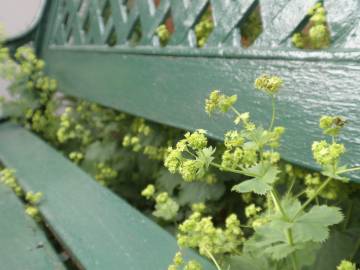 Fotografia da espécie Alchemilla mollis