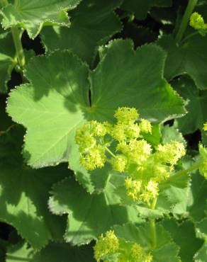 Fotografia 1 da espécie Alchemilla mollis no Jardim Botânico UTAD