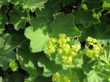 Fotografia da espécie Alchemilla mollis