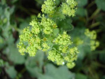 Fotografia da espécie Alchemilla mollis