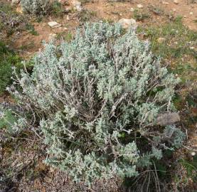 Fotografia da espécie Teucrium vicentinum